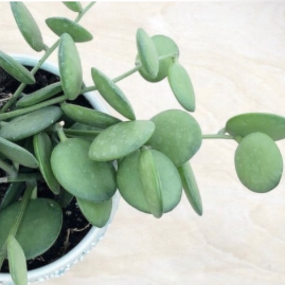 Rare Cutting Xerosicyos danguyi / Silver dollar / String of Coins - Picture 3 of 12